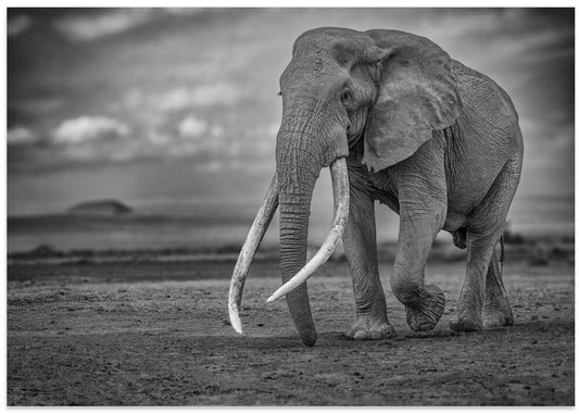 African Tusker Elephant