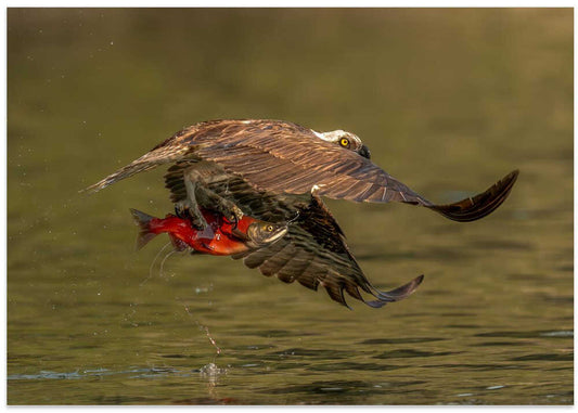 Osprey Catching Salmon