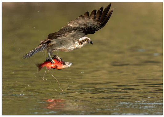 Osprey Catches Fish