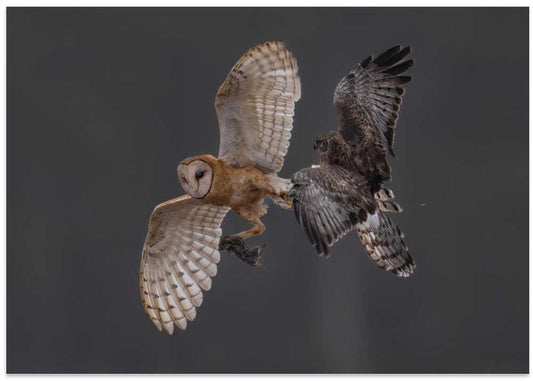 Barn Owl Harrier Combat