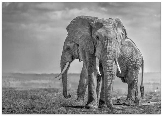 Giants of the Savannah