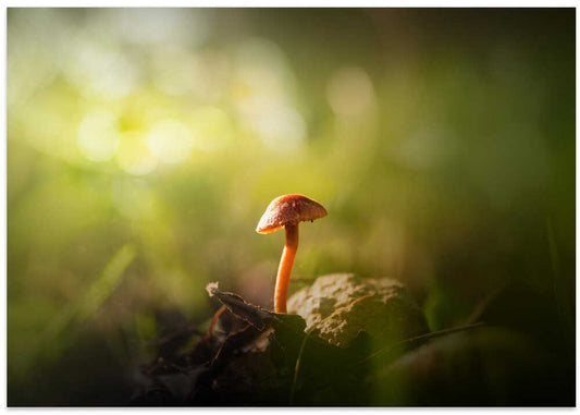 Glowing Forest Mushroom
