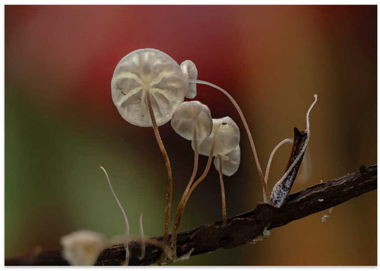 Delicate Woodland Fungi