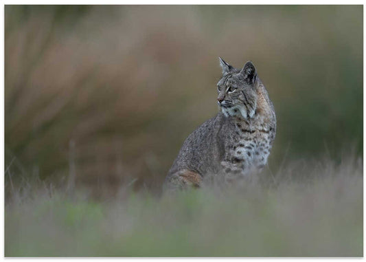 Wild Bobcat Watch
