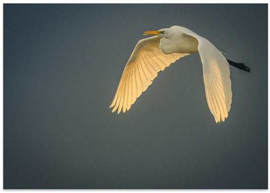 Golden Wings Egret