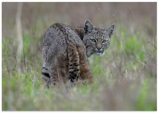 Alert Bobcat Gaze