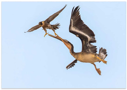 Aerial Bird Confrontation
