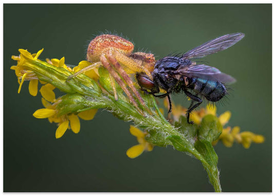Crab Spider Catches Fly