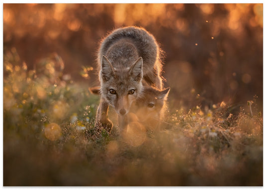 Golden Hour Foxes