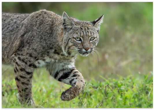 Focused Bobcat Gaze