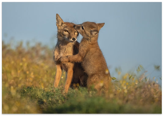 Fox Family Love