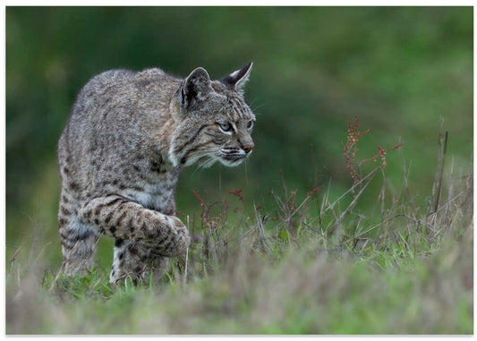 Alert Bobcat Stalking