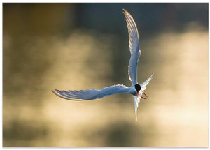 Tern in Golden Light