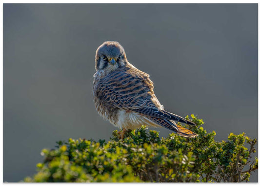 Wild Kestrel Watching