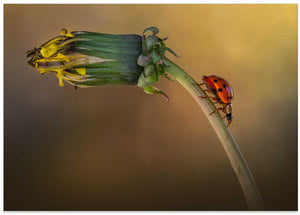 Ladybug's Dandelion Climb