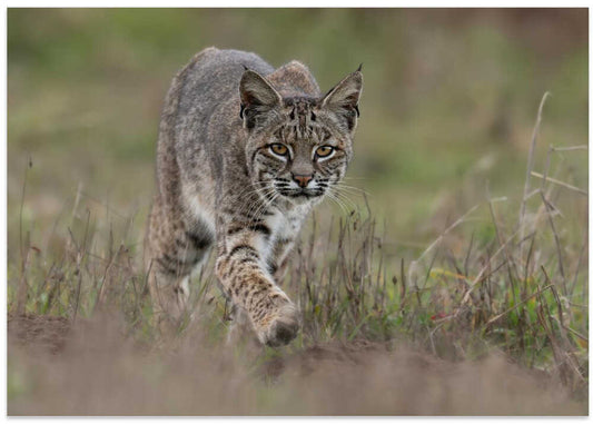 Watchful Bobcat