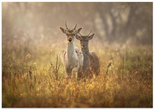 Misty Morning Deer
