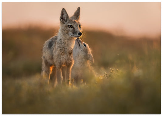 Golden Jackal Cub Affection