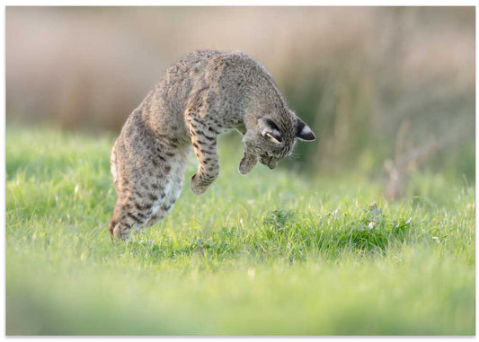 Pouncing Wild Bobcat