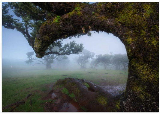 Ethereal Forest Arch