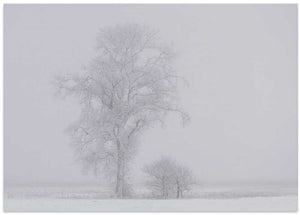 Frosted Winter Trees