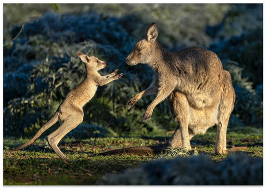 Kangaroo Joey Playtime