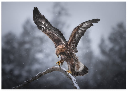 Majestic Golden Eagle Landing