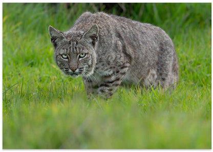 Intense Bobcat Gaze
