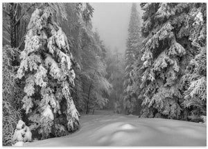 Winter Forest Path