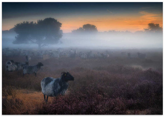 "BORN IN THE FOG"