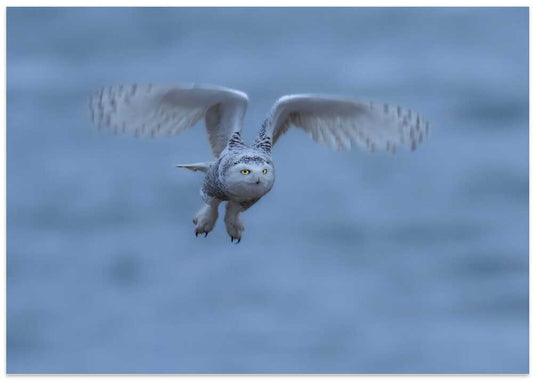 Snowy Owl in Flight