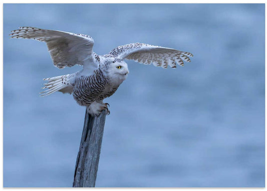 Snowy Owl Takes Flight