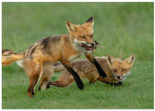 Red Foxes and Prey