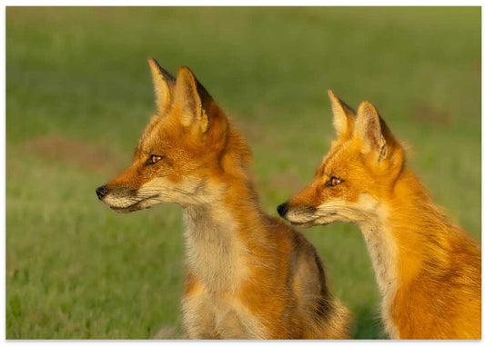 Watchful Red Foxes