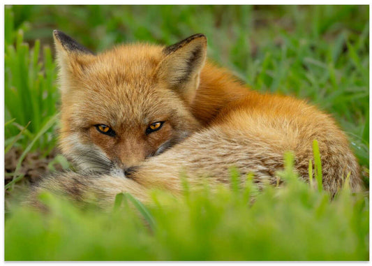 Watchful Red Fox