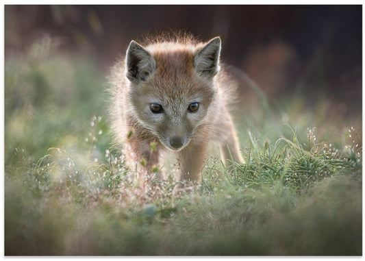 Golden Fox Kit