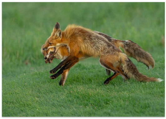 Agile Red Fox
