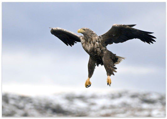 Powerful Eagle Descent