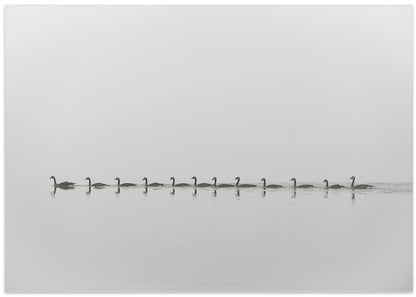 Peaceful Geese Procession