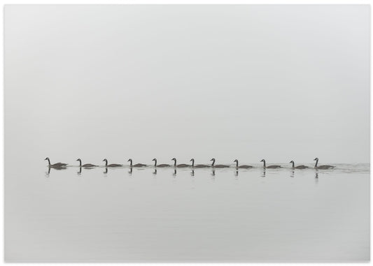 Peaceful Geese Procession