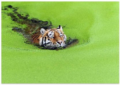 Serene Tiger Swim