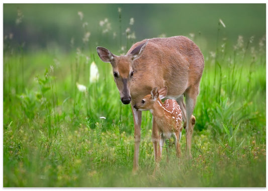 Gentle Deer Family
