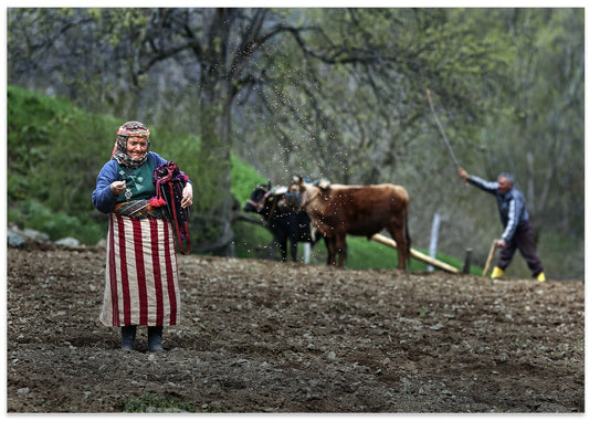 Sowing Seeds Plowing Field