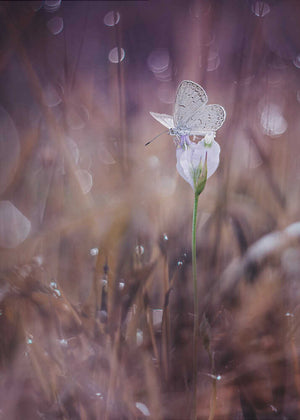 Ethereal Purple Butterfly