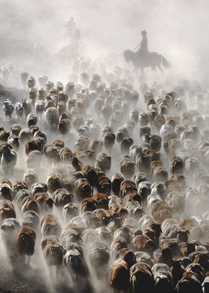 The Great Migration of China