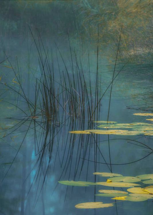 Tranquil Reeds and Lily Pads