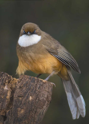 White-throated laughingthrush