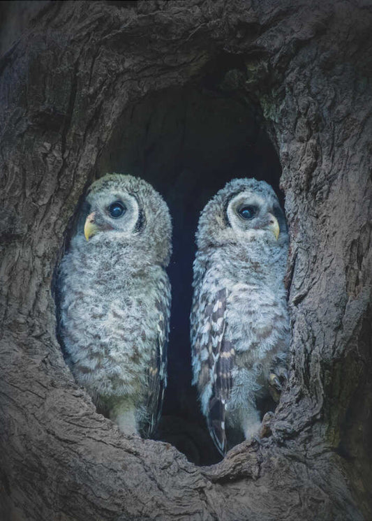 Two Little Guards