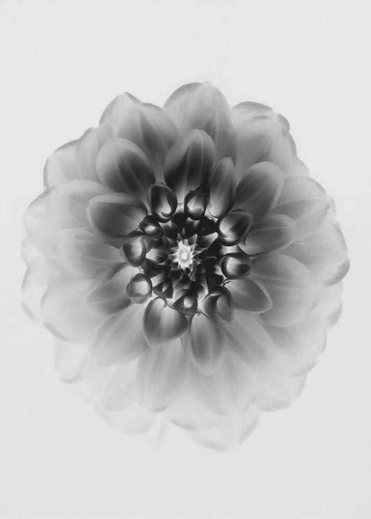 X-Ray