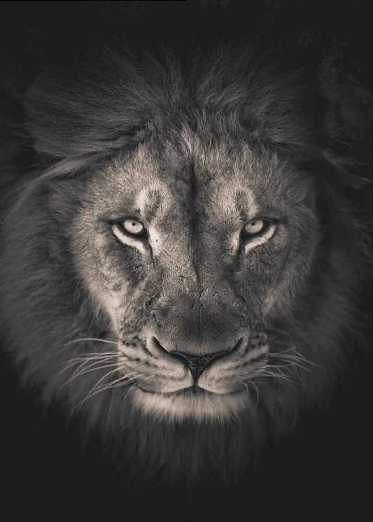 The king